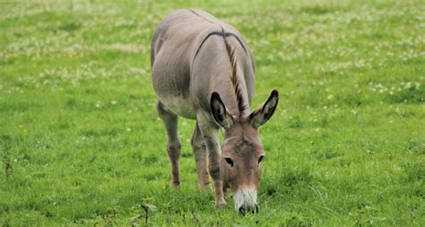 pictures of donkeys backs|cross on donkeys back photos.